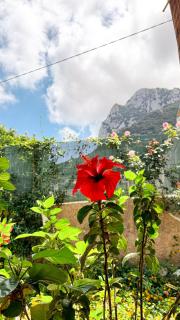 Il Cigno B&B - Capri - 1