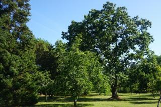 le Bosc de castang - Pressignac - 2