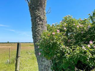 Holiday home BORGHOLM XXI - Borgholm - 5