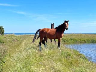 Holiday home BORGHOLM XXI - Borgholm - 7