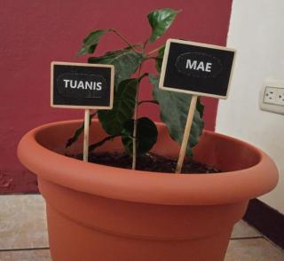 Casa Cafetal Aeropuerto - 2