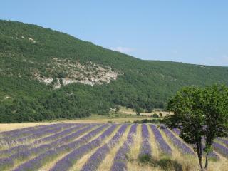 Dortoir La Guarrigue - La Rochegiron - 6