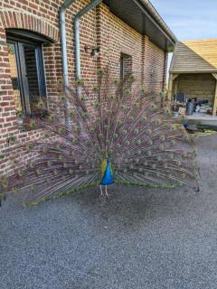Chambre d hotes le pigeonnier - Fromelles - 1