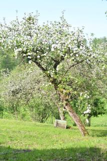 Lipowe siedlisko - - 3