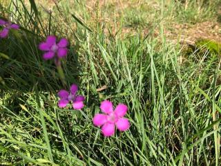 Nightjar Lodge - Adults Only - 1