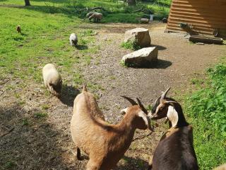 Schloss Schrattenthal - 2