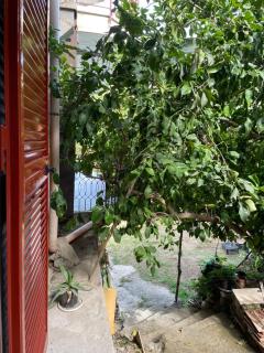 Green Heaven - Pimonte - 1
