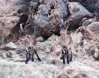Las Plomas 2 - Almuñécar - 7