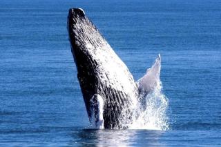 Beach Apartment on Samana Bay with Pool, AC, Fast Wi-Fi, Walk to Beach & River, Whale Watching, Near Salto El Limón - Santa Bárbara de Samaná - 3