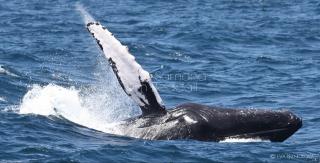 Beach Apartment on Samana Bay with Pool, AC, Fast Wi-Fi, Walk to Beach & River, Whale Watching, Near Salto El Limón - Santa Bárbara de Samaná - 6