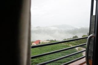 101 Tea Green View - Mae Salong - 1