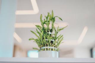 Tranquila de Thoum 3 prs - Batroûn - 9