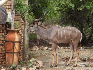 Elephant Memories wildlife lodge - 2