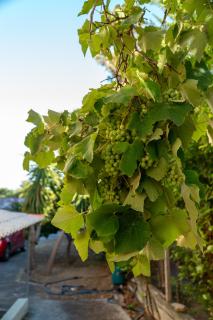 Davis Studios & Apartments - Ήλια Βόρειας Εύβοιας - 1' από τη θάλασσα - 1