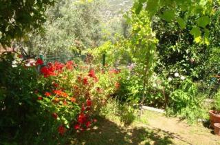 Grapes and Roses 2 - 3