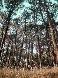 Las Dunas - Pinamar - 1