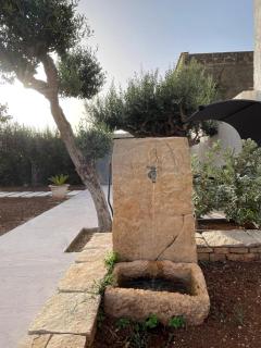 Olea - Castelluzzo - 2