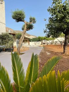 Olea - Castelluzzo - 5
