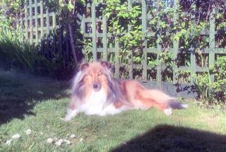 Anneth Lowen 5-Star Dog-Friendly Retreat & Coastal Escape - Otterham - 1