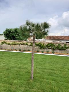 Le lysblanc - 3