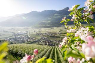 Lindenhof Pure Luxury & Spa DolceVita Resort - Naturno - 5