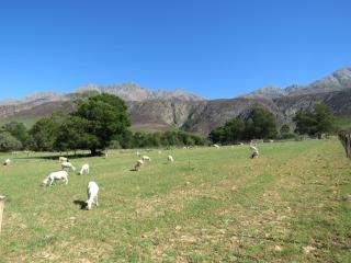 Swartberg Backpackers - Matjiesrivier - 1