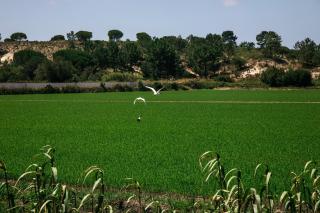 Herdade de Montalvo - Comporta - 5