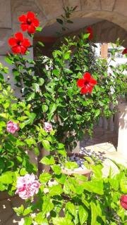 Apartman Veronika A - The beauty of hibiscuses - Supetar - 1