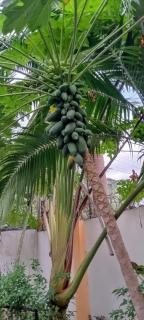 WISE HOTEL & apartment - Mtwapa - 6