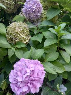 Blue-green vacation - Matulji - 3