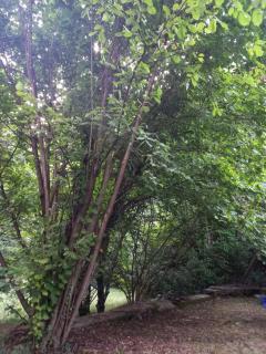 Blue-green vacation - Matulji - 1