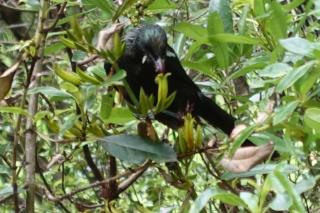 Tropical Avocado Orchard Escape Ohauiti - 8