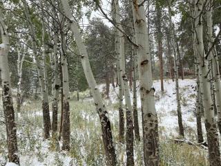 Spacious Zen Nature Town Retreat - 4