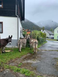 Wengerwirt zur Laube Komfortzimmer Deluxe - Weng im Gesäuse - 3