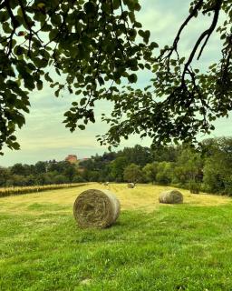 Vino Chalets Bran - Sohodol - 5