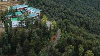 TreeHouse Chail Villas - 8