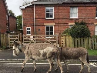 Fabulous cottage in the heart of the New Forest - Great for families and groups, sleeps 9 - Brockenhurst - 8