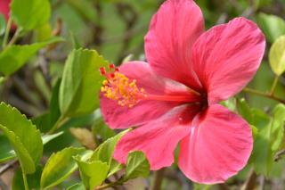 Pipa Beleza - Hospedagem Econômica - 7