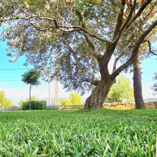 Minted Rose Guest House - 8