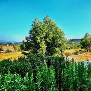 Minted Rose Guest House - 3