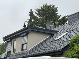 Ein Traum am Wildparkgehege - 5