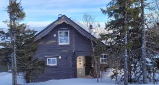 Mountain Birch - Fjäll Bjorken - 9