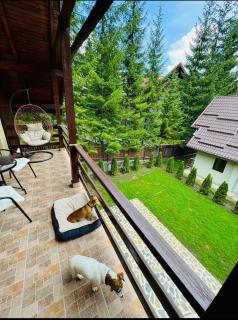 Ollie's Mountain Chalet - Buşteni - 9