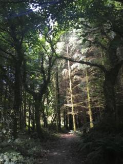 Alderlane cottage - 6