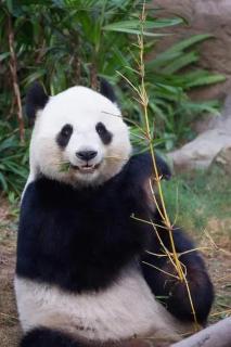 成都云漫松间民宿 - Chengdu - 5
