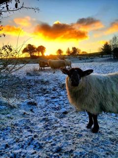 Caitríona's Cottages - Adult Only Pet Friendly - Hot Tub, Sauna, Pool - Sleeps 4 - 6