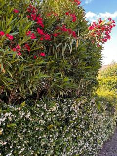 Holiday Home - Italo & Dada - Soviore - 3