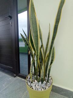 Suite AmarisLC - La Ceiba - 5
