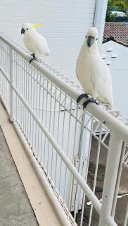 Ettalong Beach motel - Ettalong Beach - 5