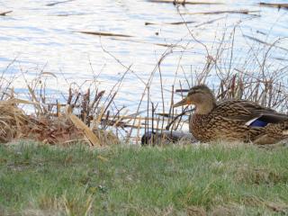 Bunte Ferienhaussiedlung - 8